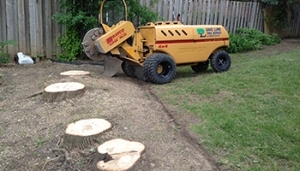 Tree stump Newmarket - Dave Lund tree services