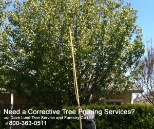 Reasons for Pruning Trees