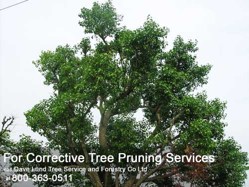 Reasons for Pruning Trees