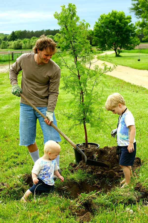 Planting Trees the Proper Way