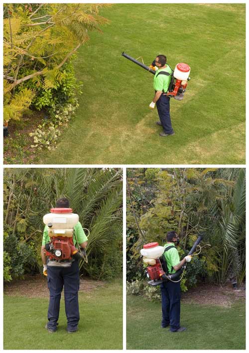 Proper Ways of Spraying Trees