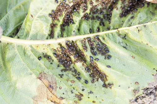 Tree Pest Problems: Identifying Critter Contamination