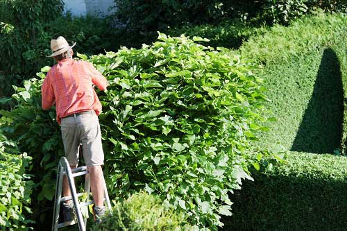 Ways to Maintain Hedges