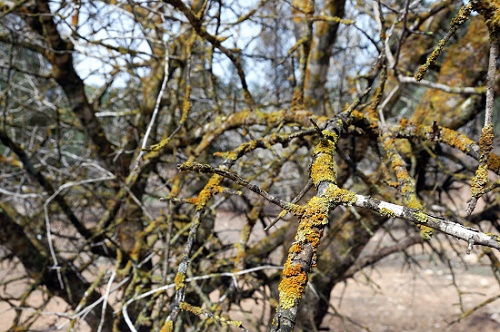 Alarming Signs that led to Dying Trees