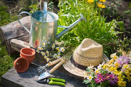 How to Grow a Tree from Seed