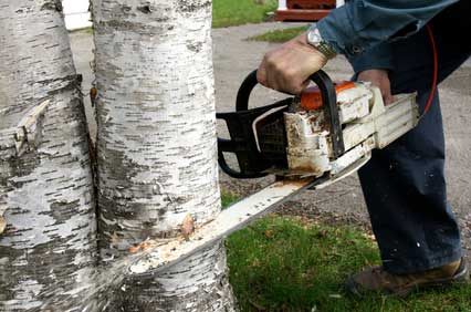 The Need and Process of Cutting Trees