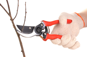 Pruning your Cherry Trees - The Basics