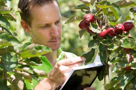 How To Safely Remove Or Treat Diseased Trees in Your Yard