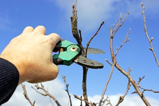 5 Tips for Improving Fruit Production by Pruning Trees