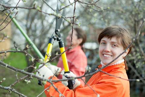 5 Tips for Improving Fruit Production by Pruning Trees