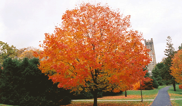 maple tree