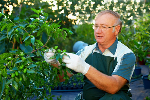 Organic Tree Sprays Protect Both Trees and the Environment