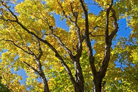 How to Keep a Tree Healthy All Year