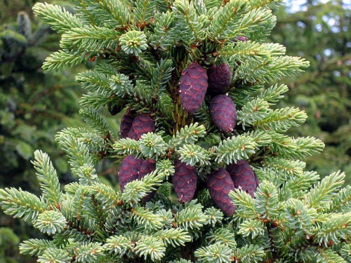 Ontario's most common tree: Black Spruce