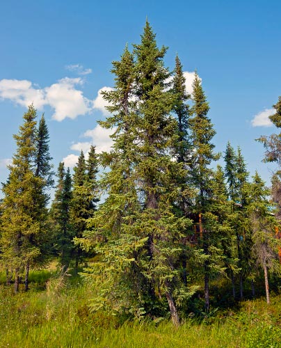 Ontario's most common tree: Black Spruce