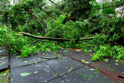 How to Save Your Tree after a Disaster or Damage