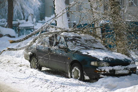 How to Save Your Tree after a Disaster or Damage