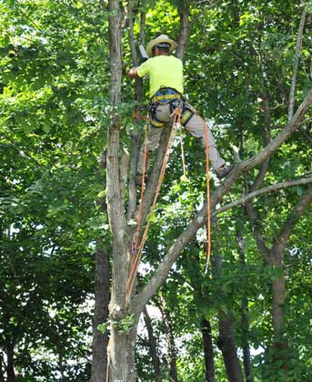 How to Care for Your Emerald Ash Borer