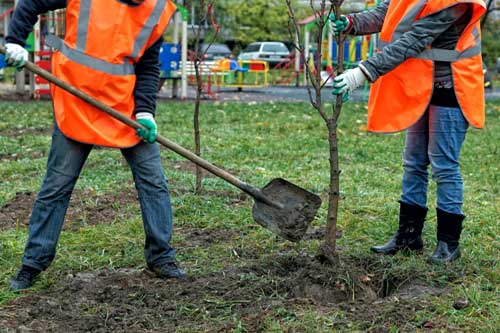 Growing a Tremendous Tree: Tips for Fantastic Foliage