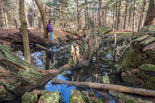 Discovering Decay in Trees