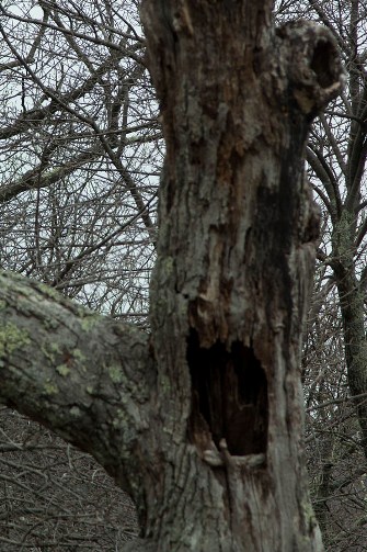 Discovering Decay in Trees