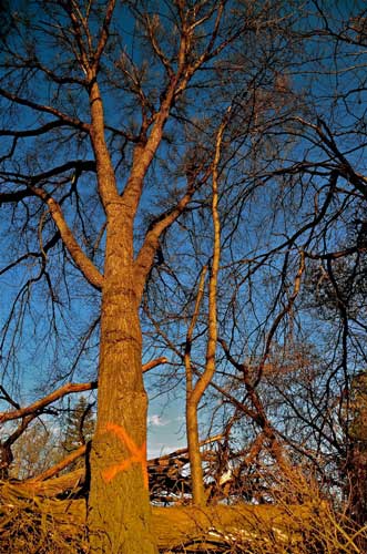 How to Find and Cure Dutch Elm Tree Disease