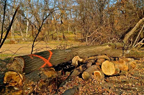 How to Find and Cure Dutch Elm Tree Disease