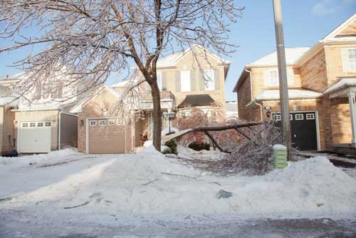 Protect Your Canadian Trees from Snow Damage