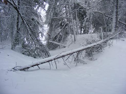 Protect Your Canadian Trees from Snow Damage