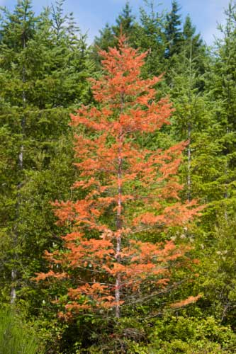 Recognize Fungal Diseases in Your Trees and Plants