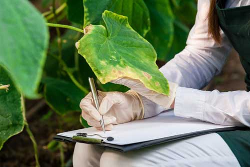 Recognize Fungal Diseases in Your Trees and Plants