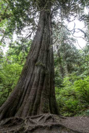 How to Identify Three of Canada’s Most Iconic, Native Trees