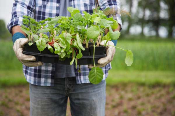 How to Grow a Tree from Seed