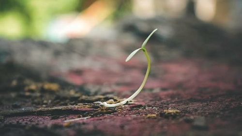 Best Times to Plant Trees2