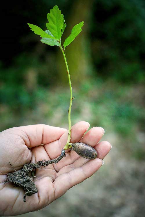 Best Times to Plant Trees2