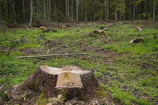 When to Remove a Tree Stump