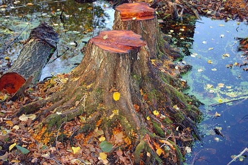 When to Remove a Tree Stump