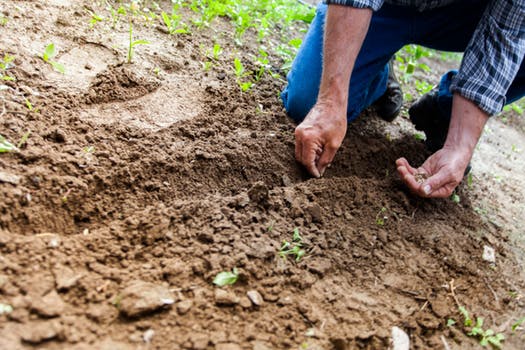 Where to Plant a Tree on Your Property