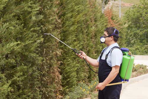 Advantages of Tree Spraying