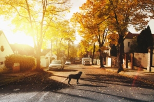 More Trees Indicate Better Neighbourhood Health, Income, Study Says