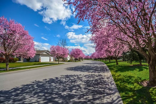 More Trees Indicate Better Neighbourhood Health, Income, Study Says