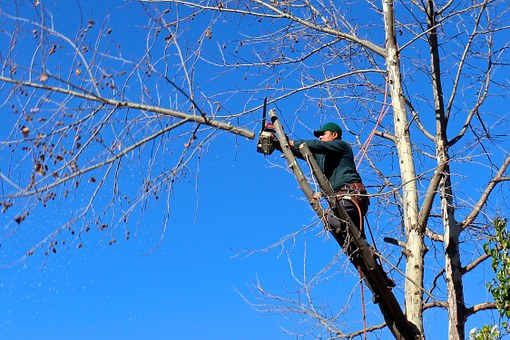 Is Spring a Good Time to Plant Trees