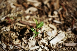 How to Care for Young Trees