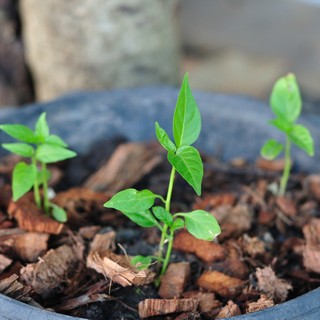 baby trees growing up in pot