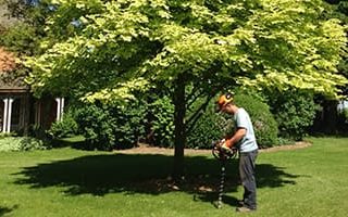 bradford root feeding aerating cabling bracing newmarket Dave Lund Tree Service and Forestry Co Ltd.