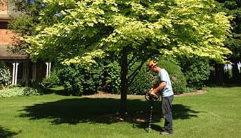 bradford root feeding aerating cabling bracing newmarket Dave Lund Tree Service and Forestry Co Ltd.