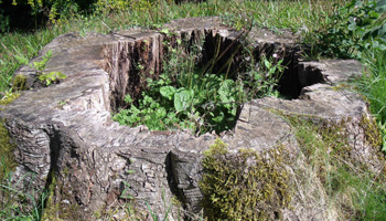 Markham stump removal - Dave Lund Tree Service