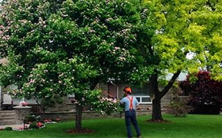 Taking Care of Your Trees by Treating Tree Wounds - Dave Lund Tree Service