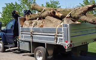 Tree Removal