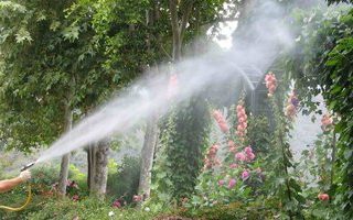 markham tree spraying Dave Lund Tree Service and Forestry